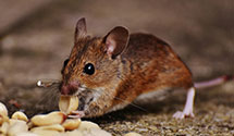 24 Hour & Emergency Exterminators in Newberg, ND